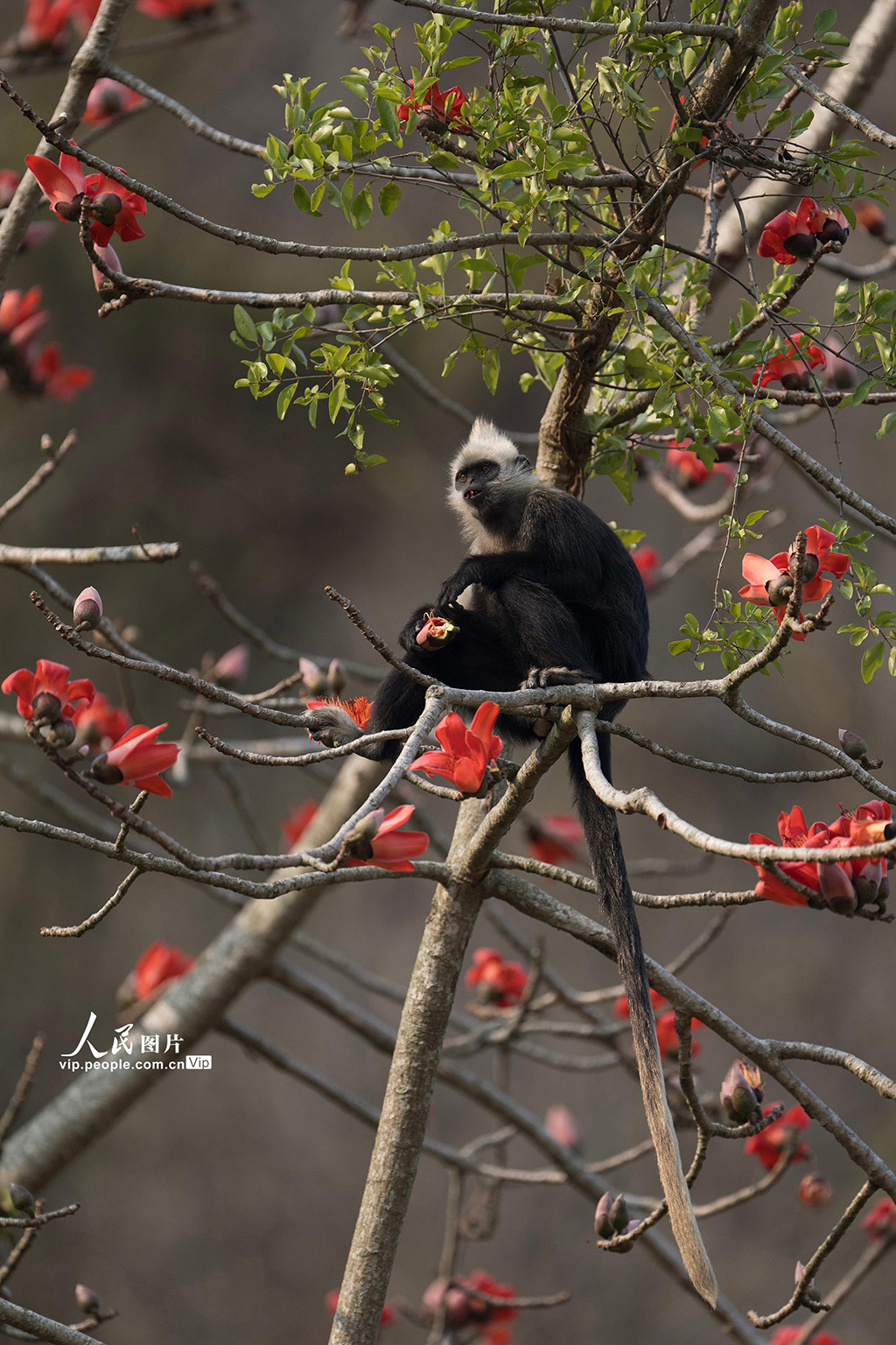廣西崇左:木棉花與白頭葉猴相映成趣【5】