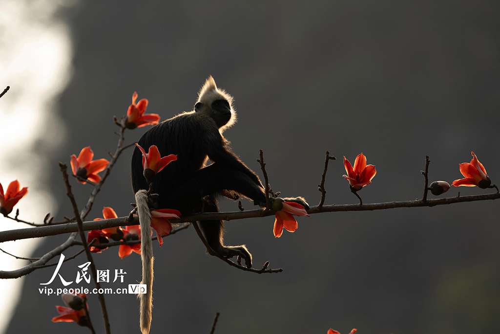 廣西崇左:木棉花與白頭葉猴相映成趣【4】