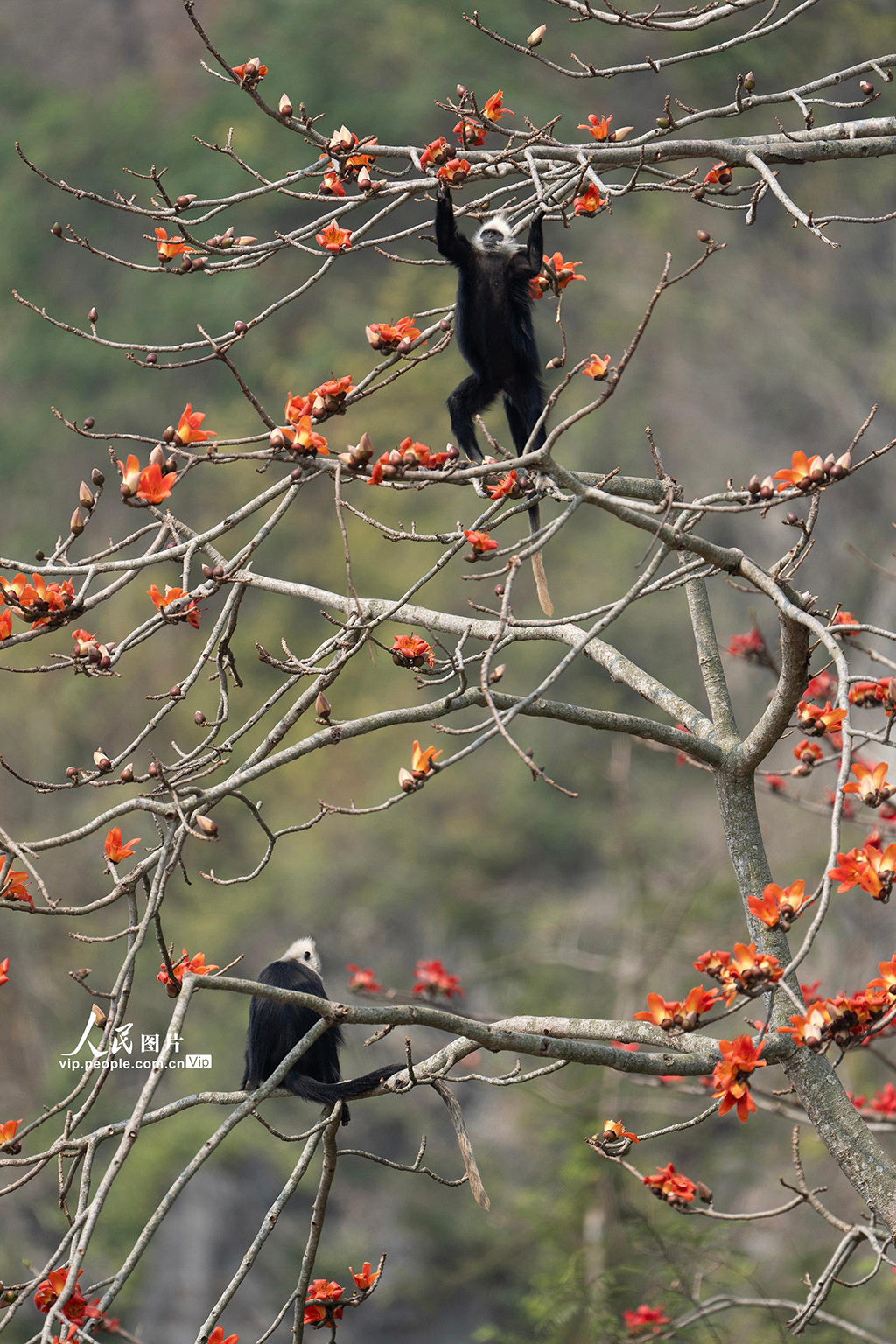 廣西崇左:木棉花與白頭葉猴相映成趣【2】