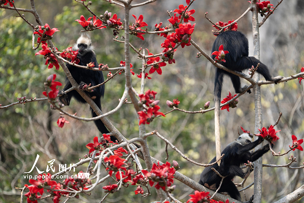 廣西崇左:木棉花與白頭葉猴相映成趣【3】