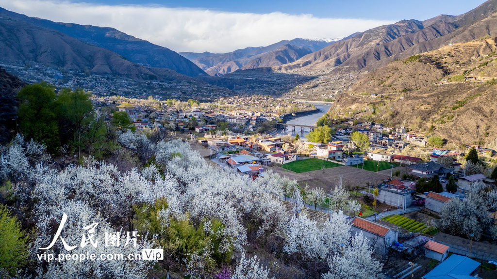 四川金川:梨花綻放 美不勝收【2】