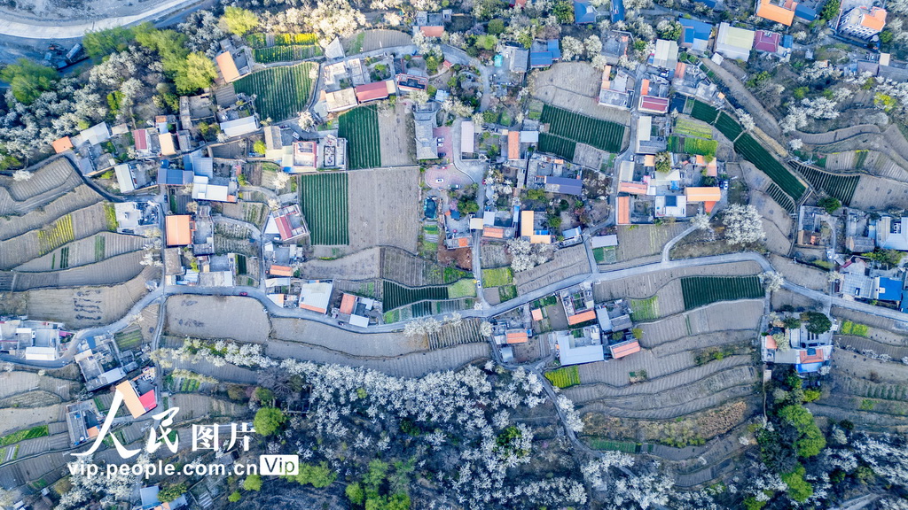 四川金川:梨花綻放 美不勝收【3】