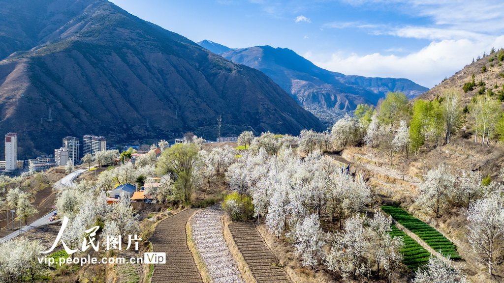 四川金川:梨花綻放 美不勝收【4】
