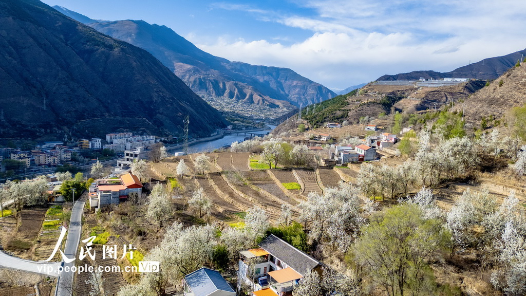 四川金川:梨花綻放 美不勝收【5】
