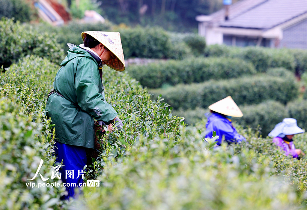 浙江杭州：明前茶采摘忙