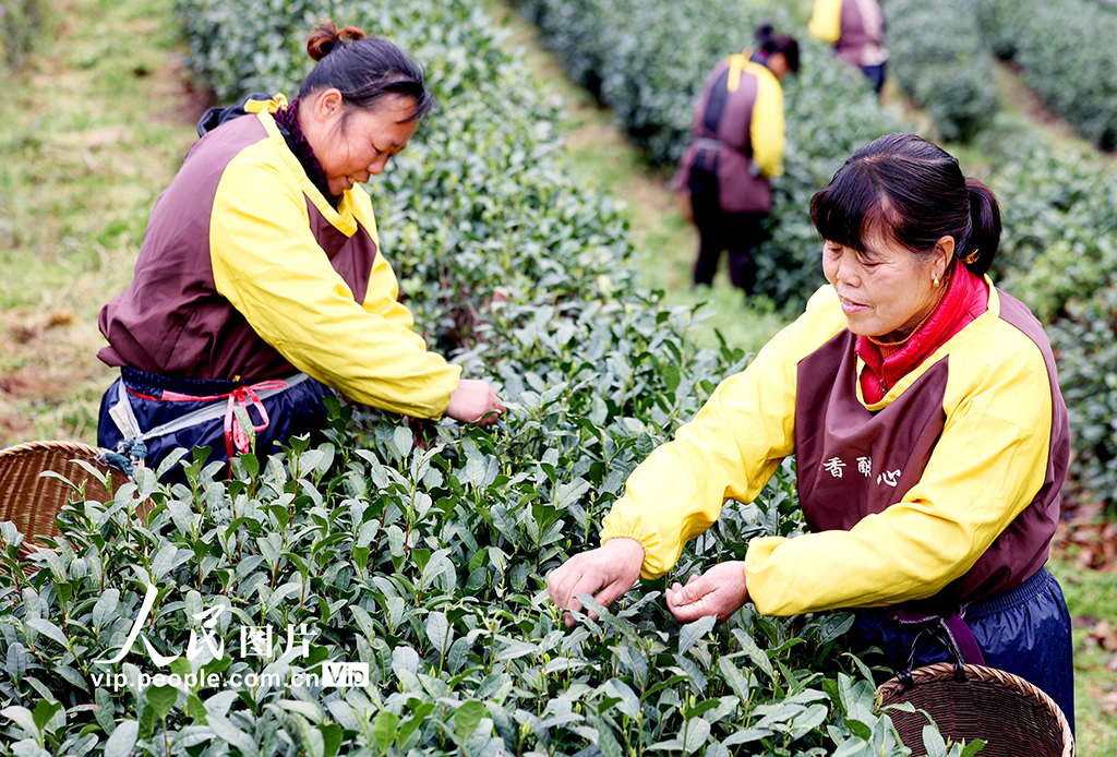浙江杭州:明前茶采摘忙【2】
