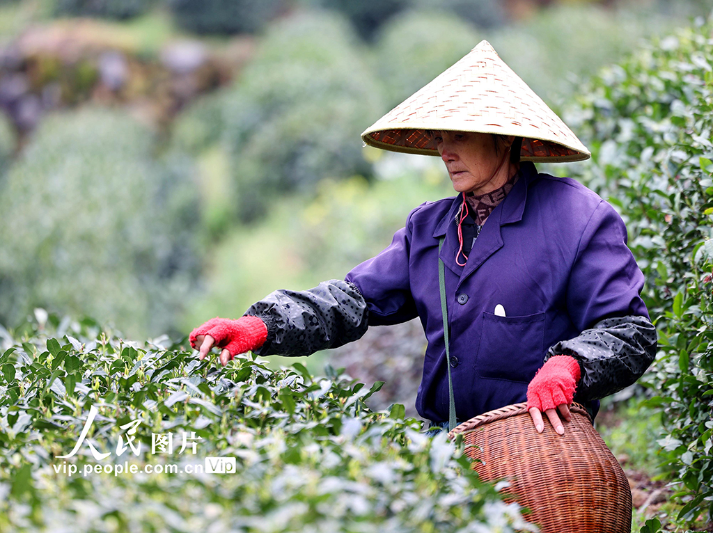 浙江杭州:明前茶采摘忙【3】