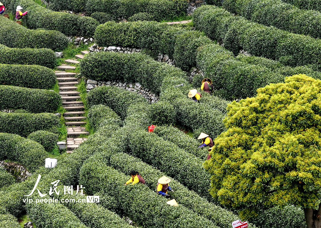 浙江杭州:明前茶采摘忙【6】