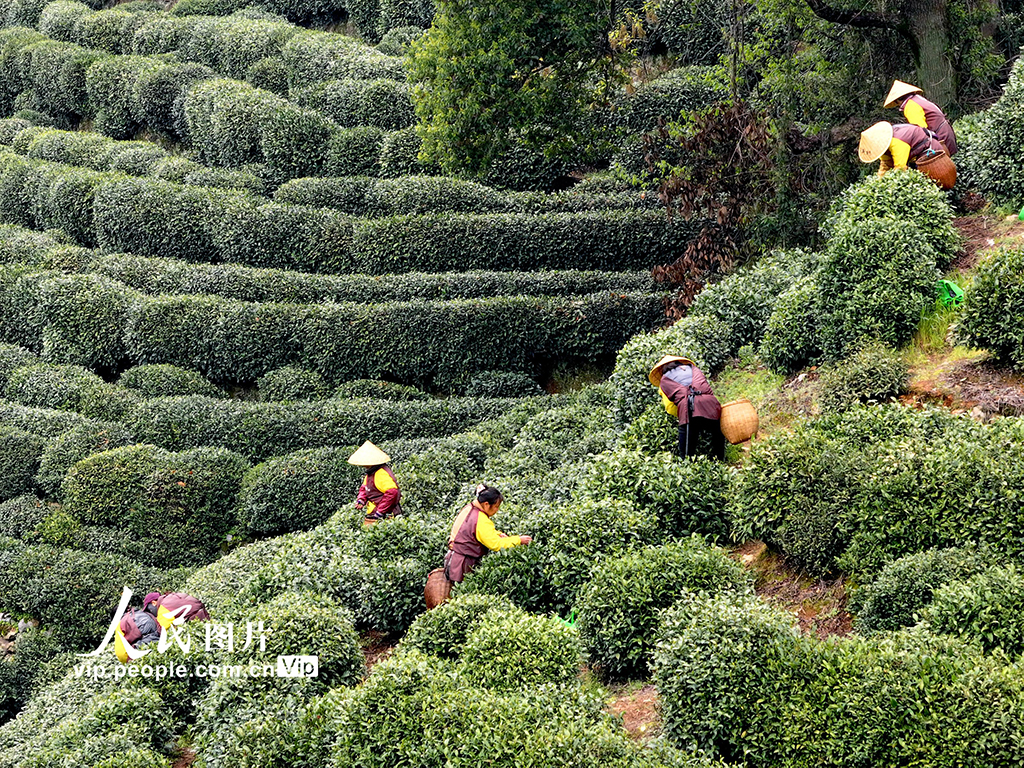 浙江杭州:明前茶采摘忙【7】