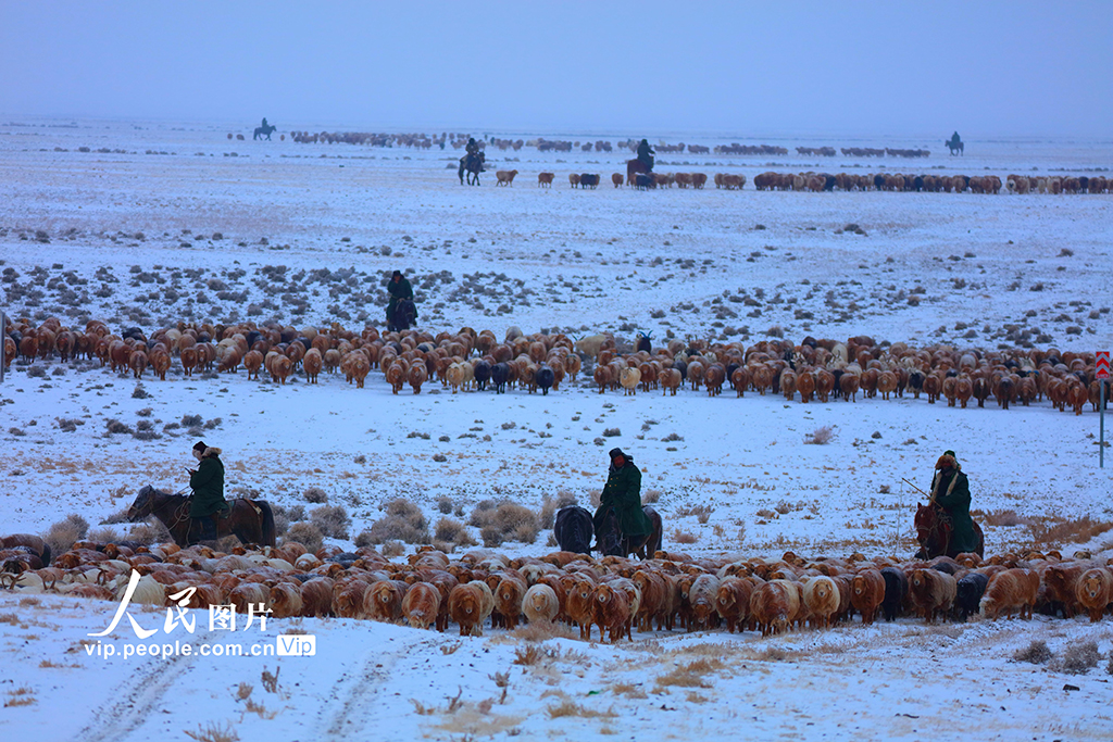 新疆阿勒泰:春季大轉場開啟【2】