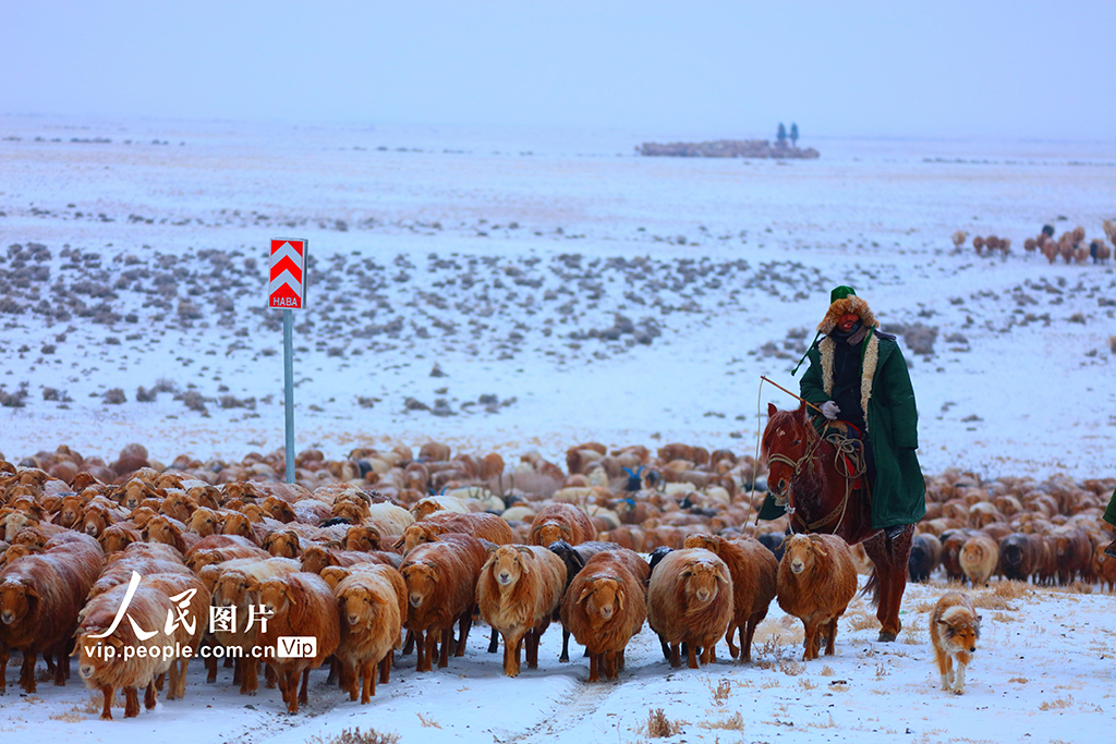 新疆阿勒泰:春季大轉場開啟【6】