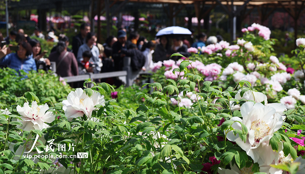 河南洛陽:牡丹花開游客來【3】