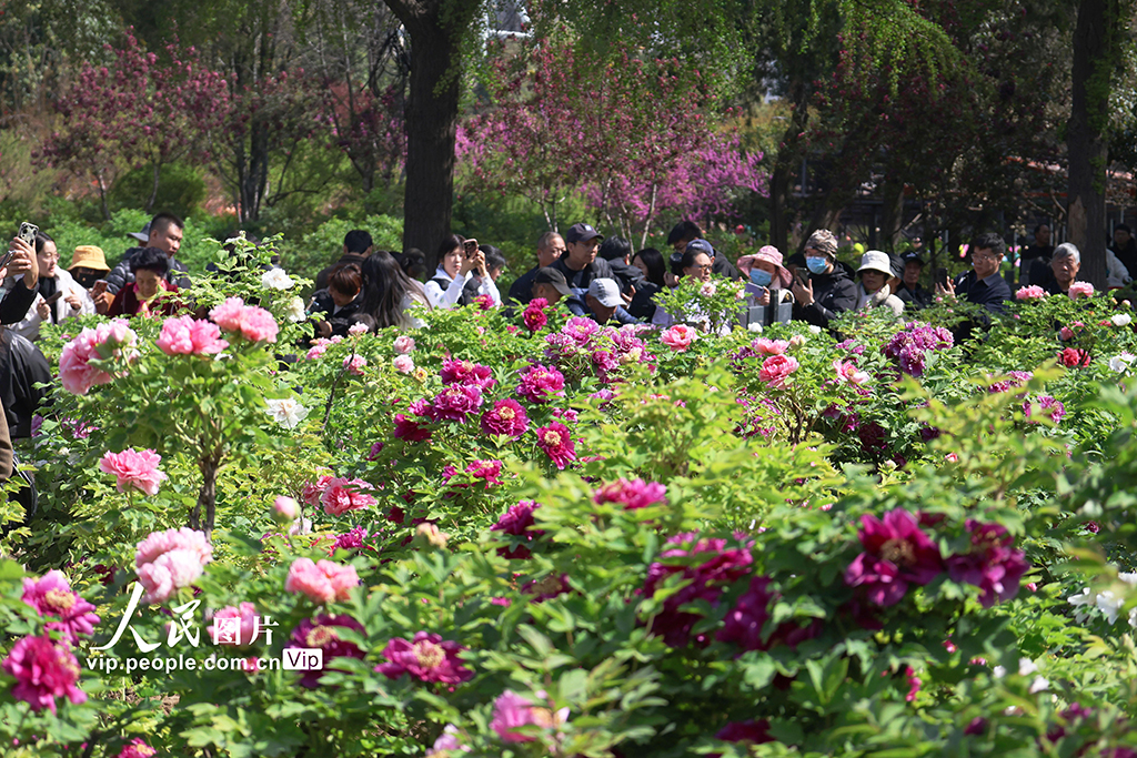 河南洛陽:牡丹花開游客來【4】