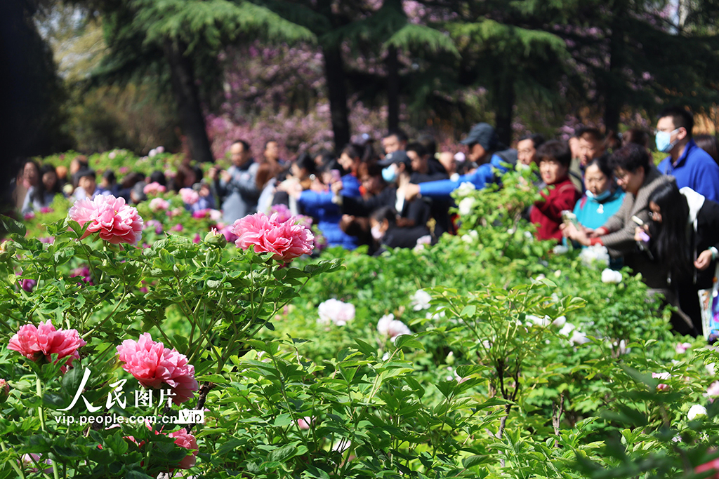 河南洛陽:牡丹花開游客來【5】