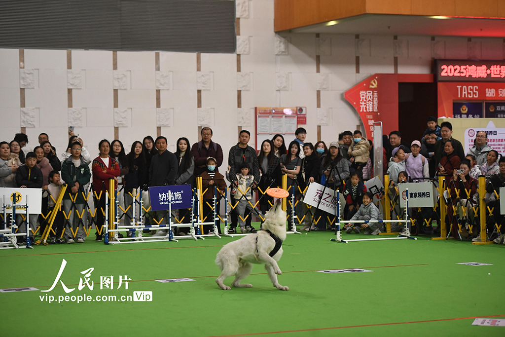 江蘇南京:萌寵展覽人氣旺【2】