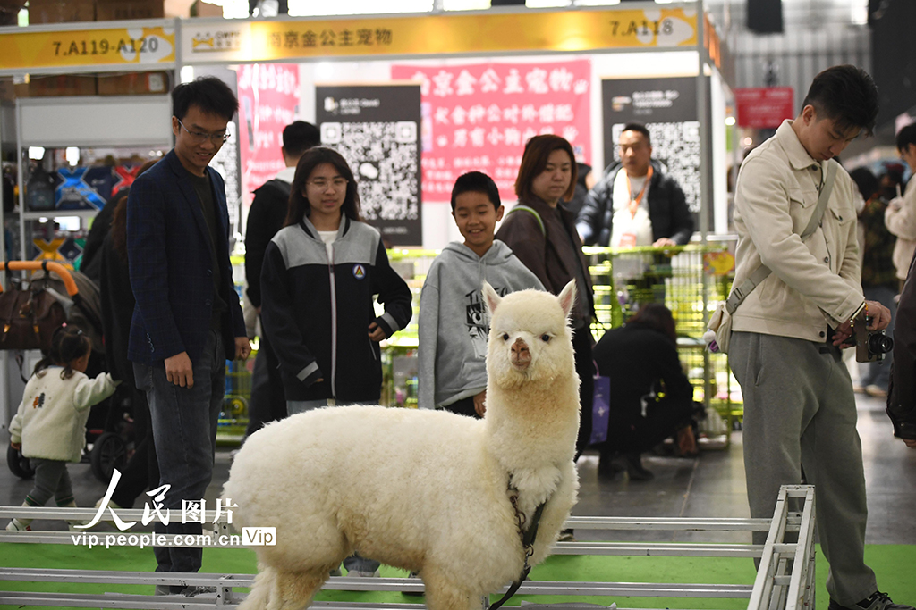 江蘇南京:萌寵展覽人氣旺【3】
