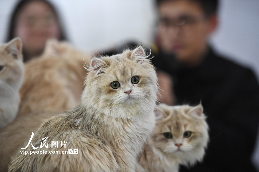 江蘇南京:萌寵展覽人氣旺【4】