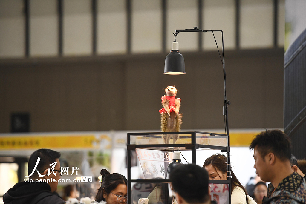 江蘇南京:萌寵展覽人氣旺【5】