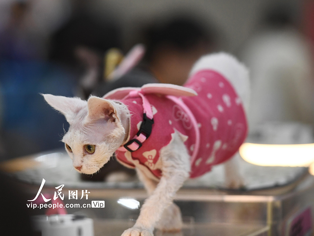 江蘇南京:萌寵展覽人氣旺【6】