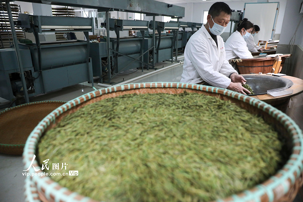 浙江桐廬:茶廠趕制明前茶【2】