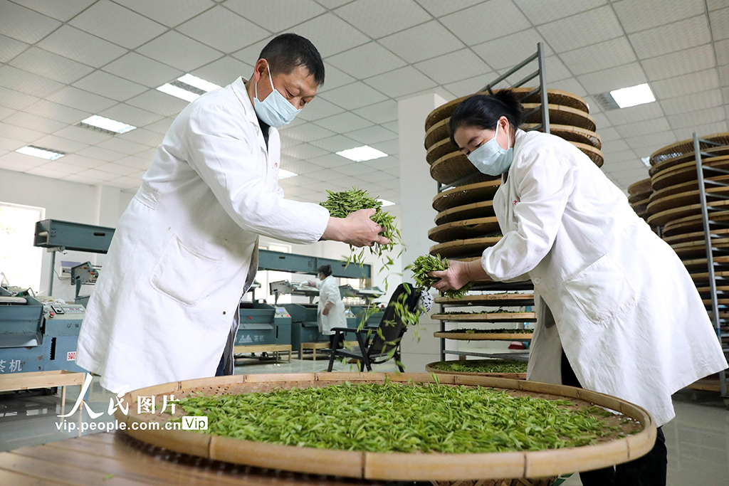 浙江桐廬:茶廠趕制明前茶【3】