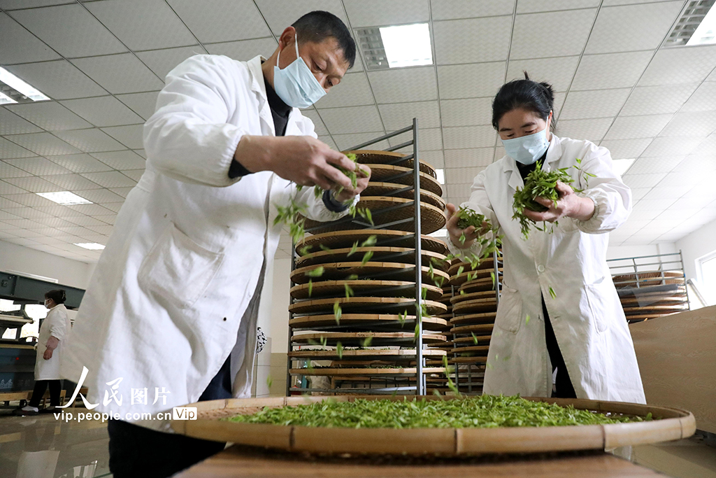 浙江桐廬:茶廠趕制明前茶【4】