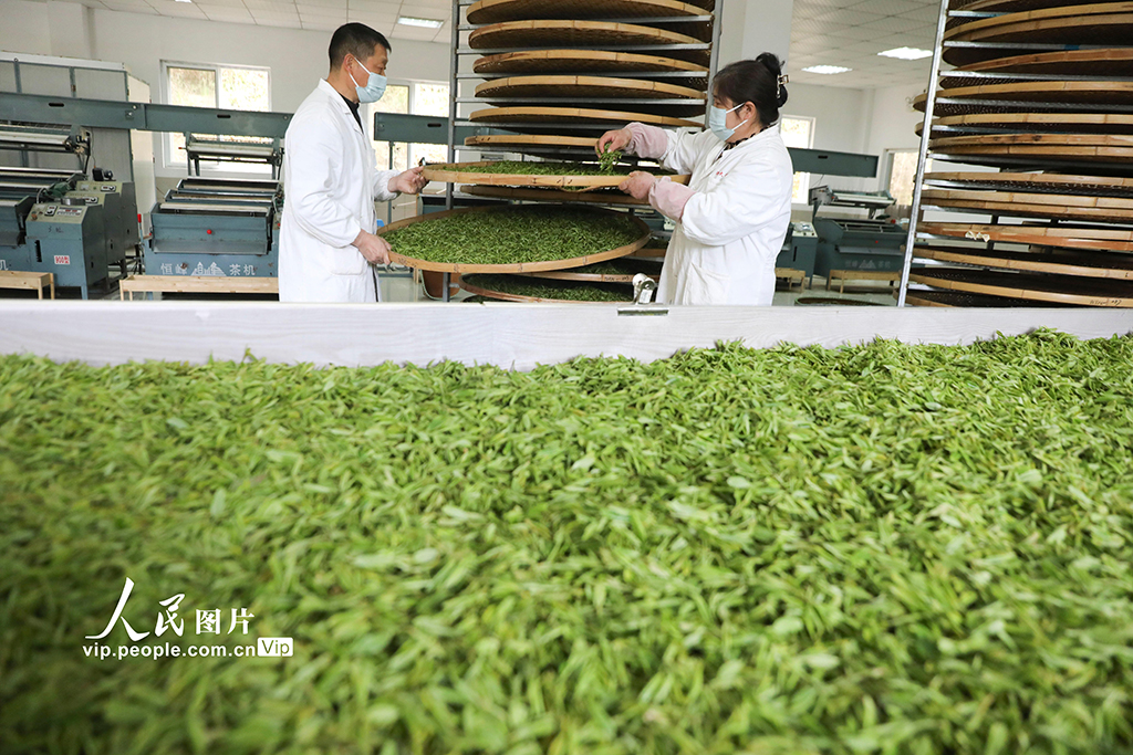 浙江桐廬:茶廠趕制明前茶【5】