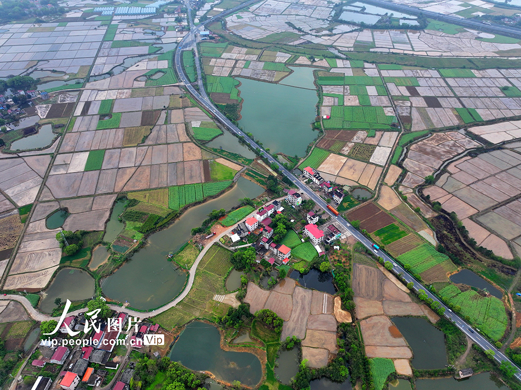 江西泰和:春耕田園如畫【4】