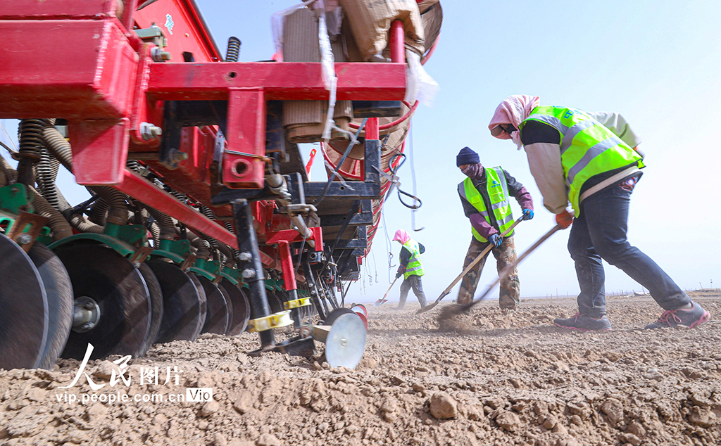 甘肅張掖:祁連山下科技助力春小麥播種忙【7】