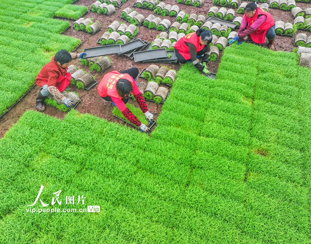 湖南道縣:早稻插秧忙【3】