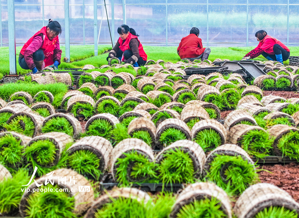 湖南道縣:早稻插秧忙【4】