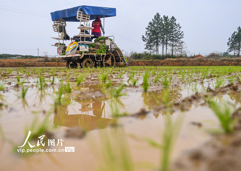 湖南道縣:早稻插秧忙【5】