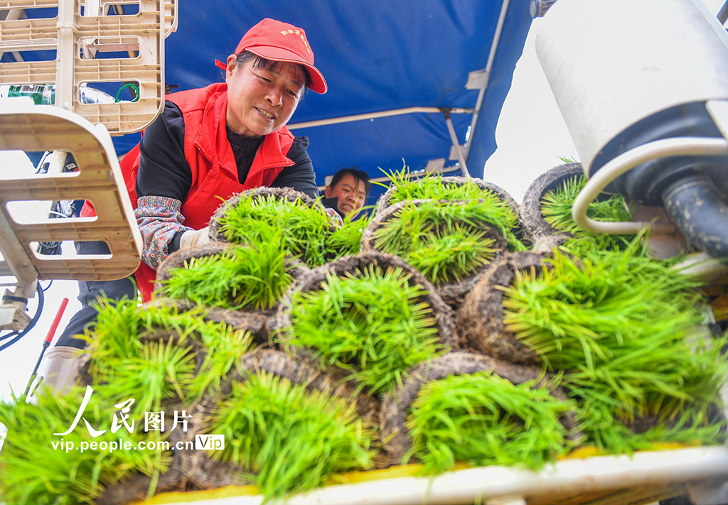 湖南道縣:早稻插秧忙【6】