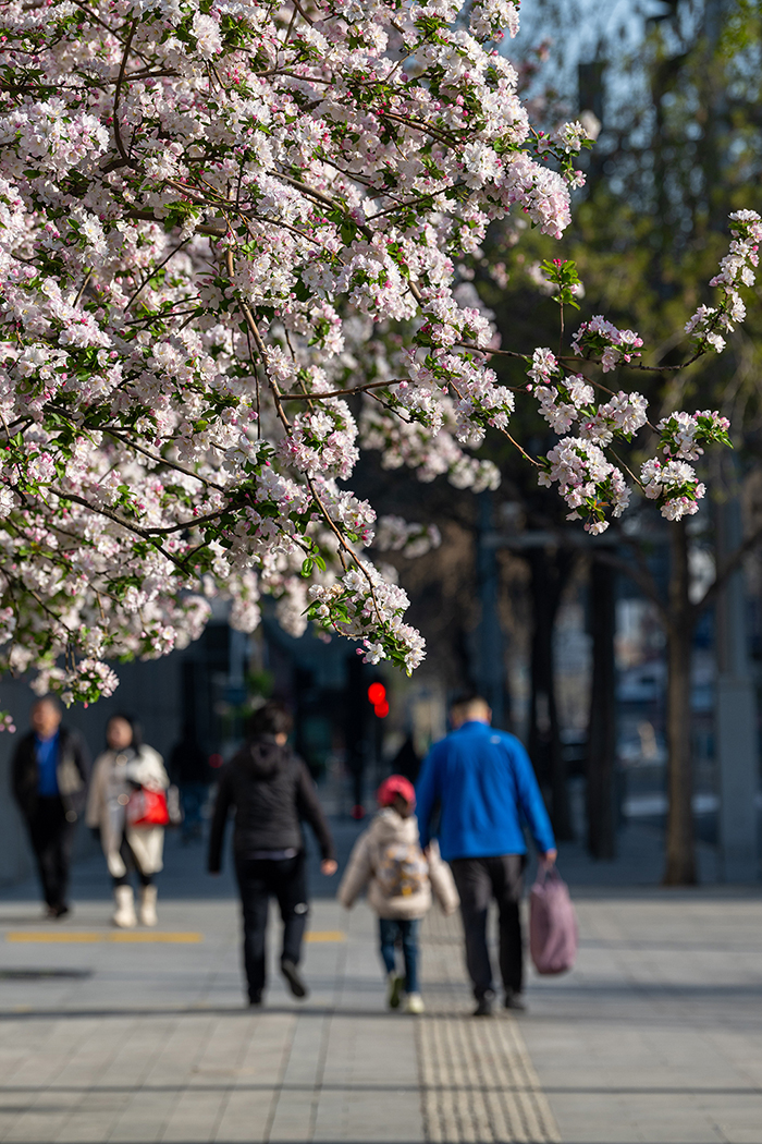 北京街頭花開春意濃【4】