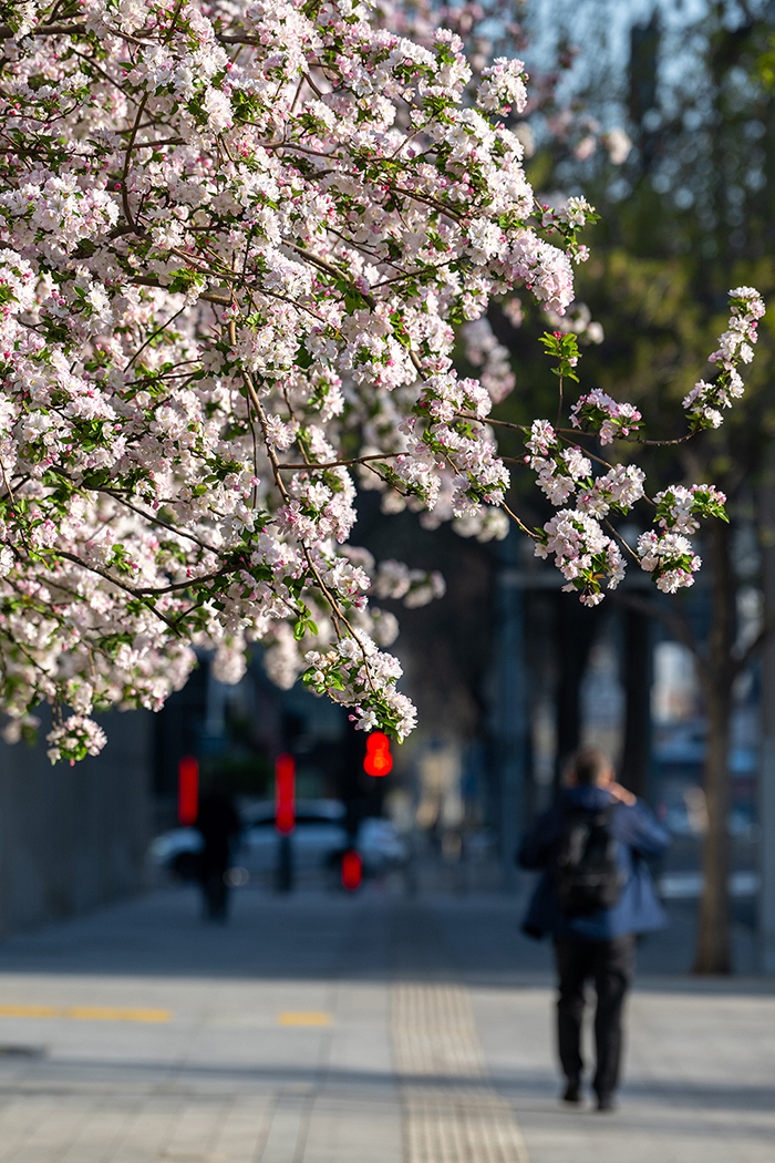 北京街頭花開春意濃【5】