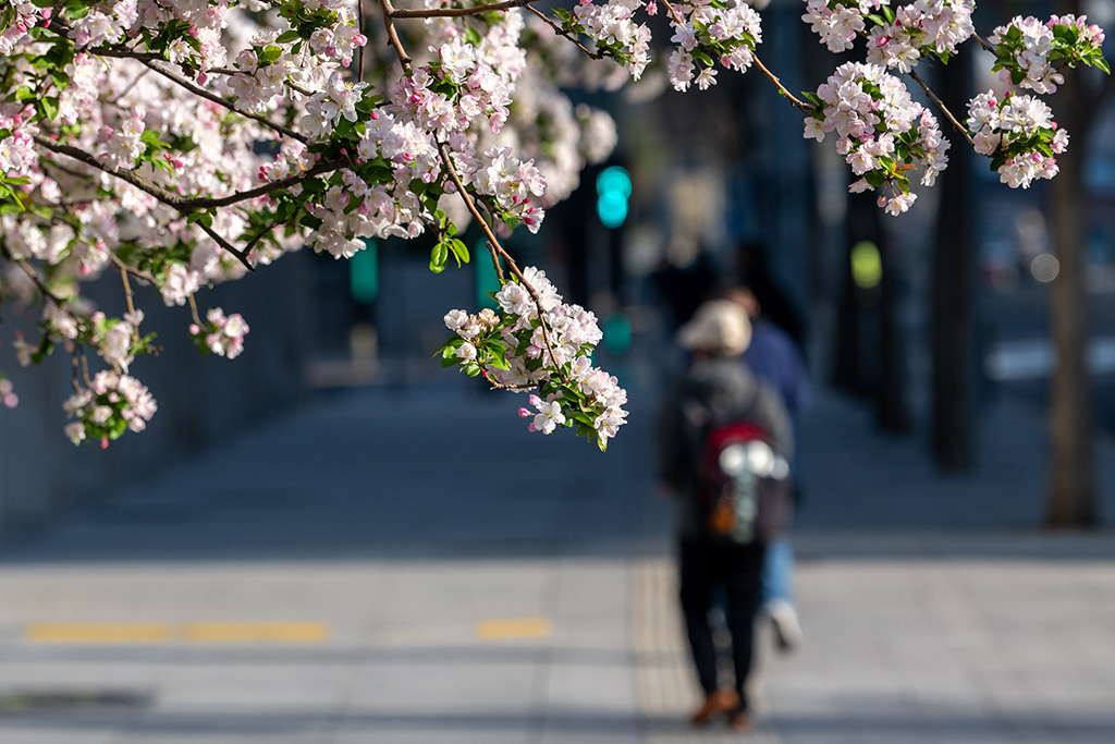北京街頭花開春意濃【3】