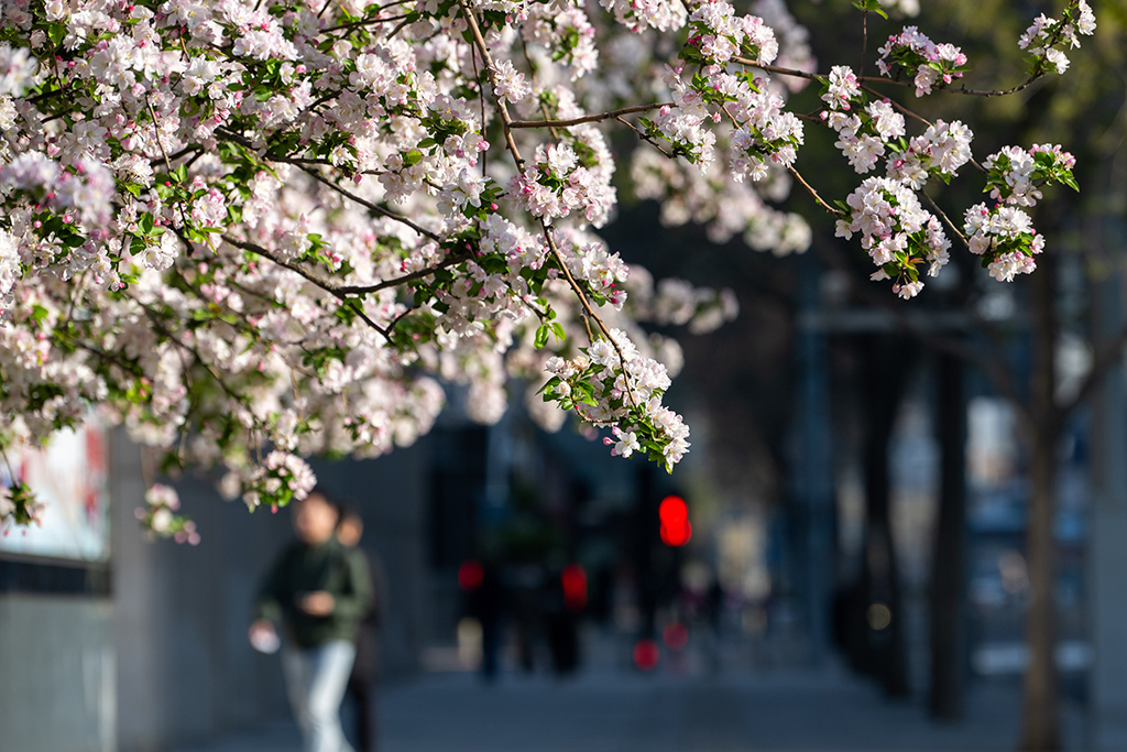 北京街頭花開春意濃【2】