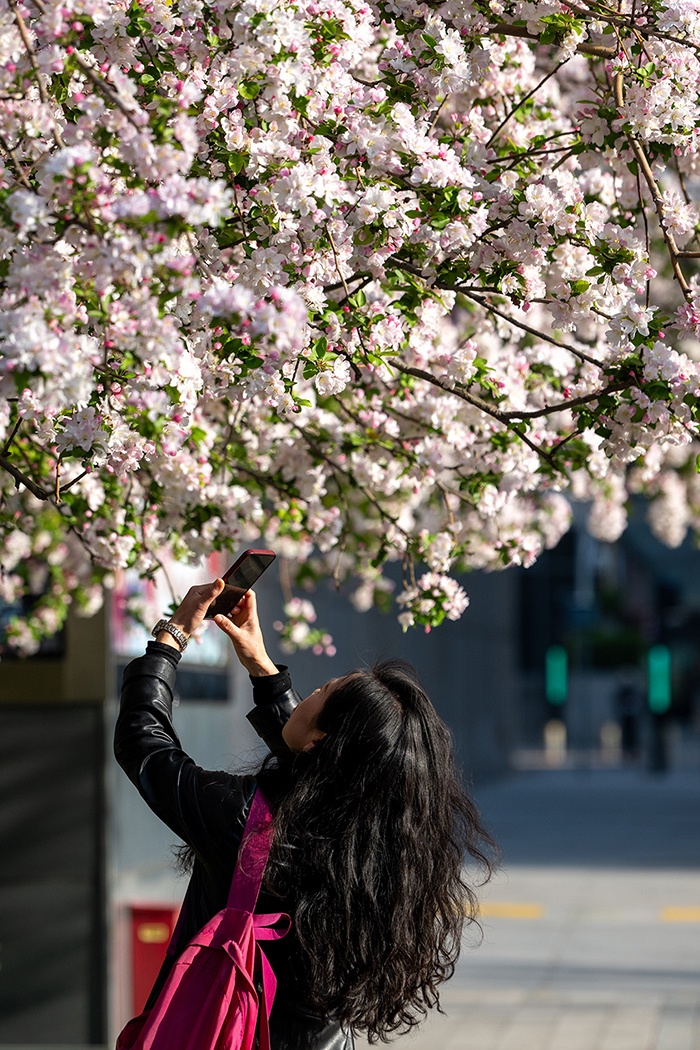 北京街頭花開春意濃【6】