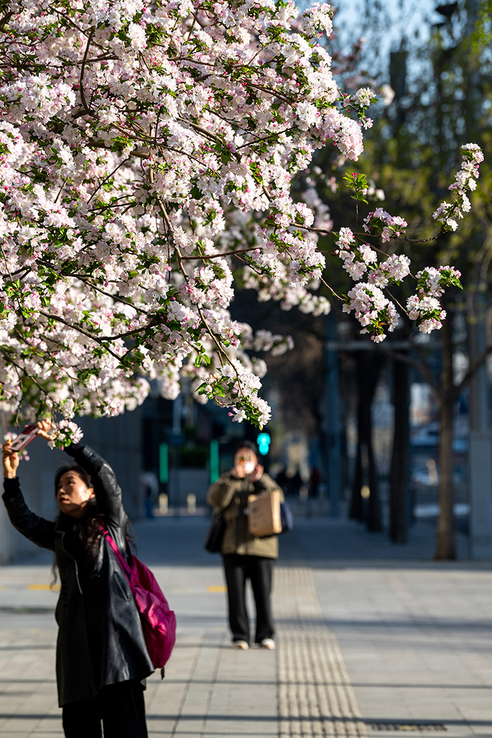 北京街頭花開春意濃【7】