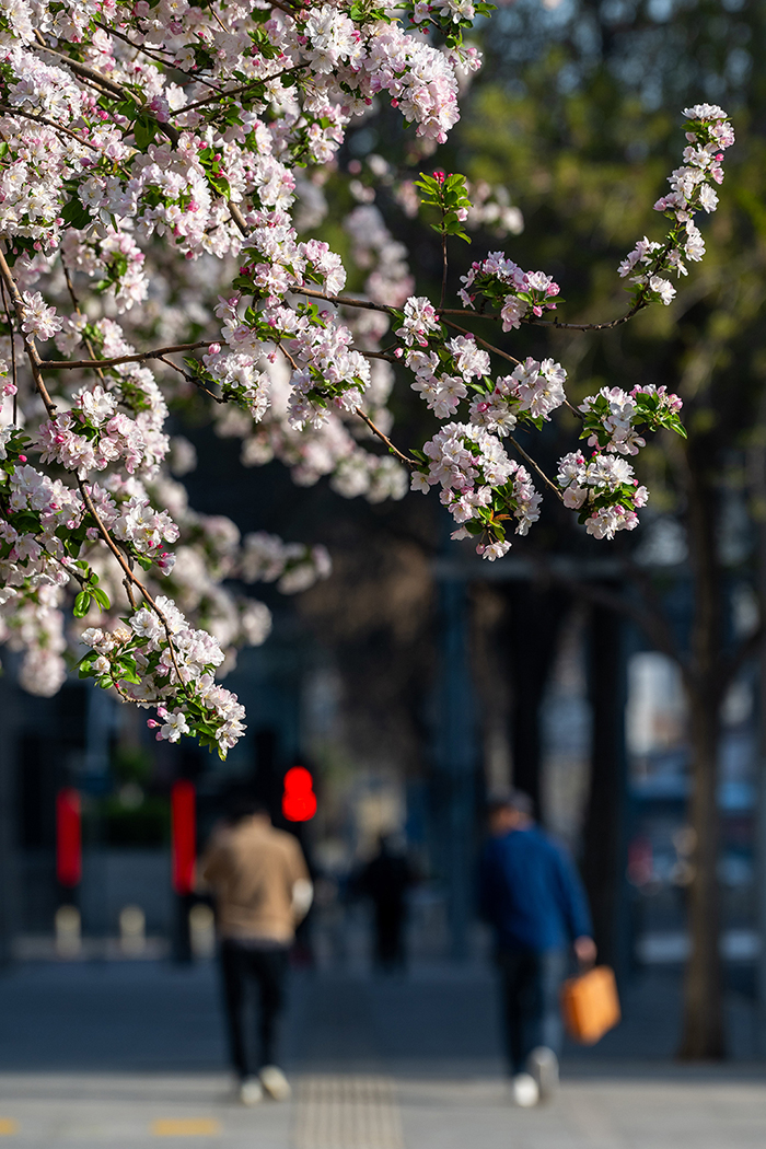 北京街頭花開春意濃【8】