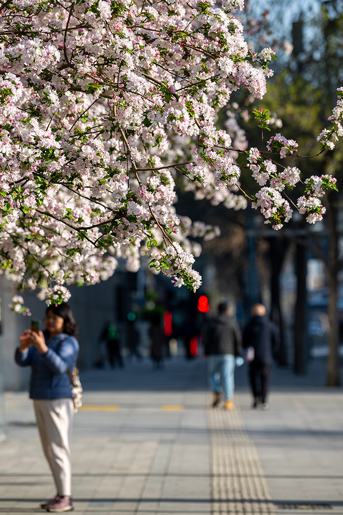 北京街頭花開春意濃【9】