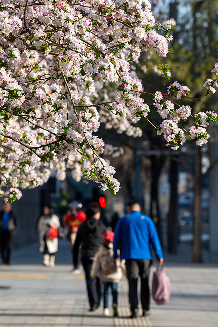北京街頭花開春意濃【10】