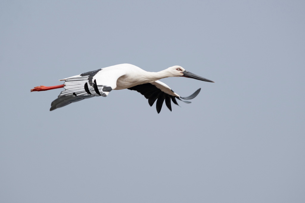 這是4月1日拍攝的興凱湖國家級自然保護區內的東方白鸛。