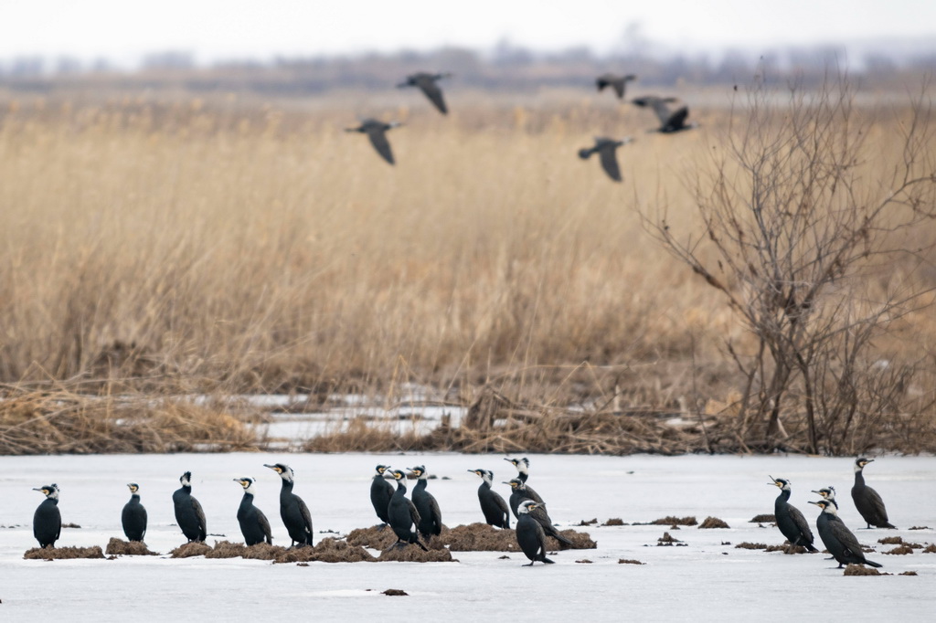 這是4月1日拍攝的興凱湖國家級自然保護區內的普通鸕鶿。