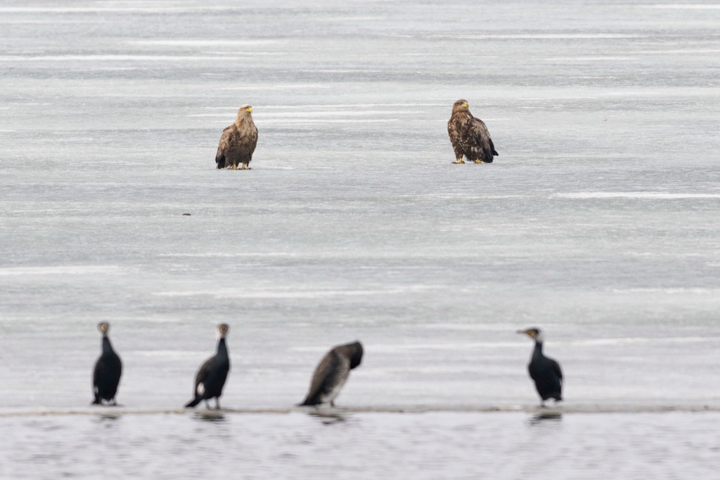  這是4月1日拍攝的興凱湖國家級自然保護區內的白尾海雕（上）與普通鸕鶿。