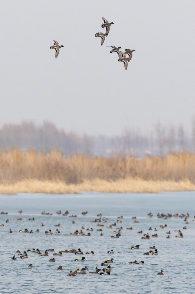 這是4月1日拍攝的興凱湖國家級自然保護區內的羅紋鴨。