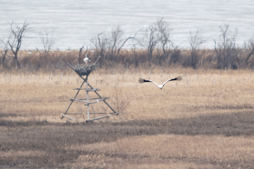 4月1日，在興凱湖國家級自然保護區內，東方白鸛從人工巢穴中起飛。