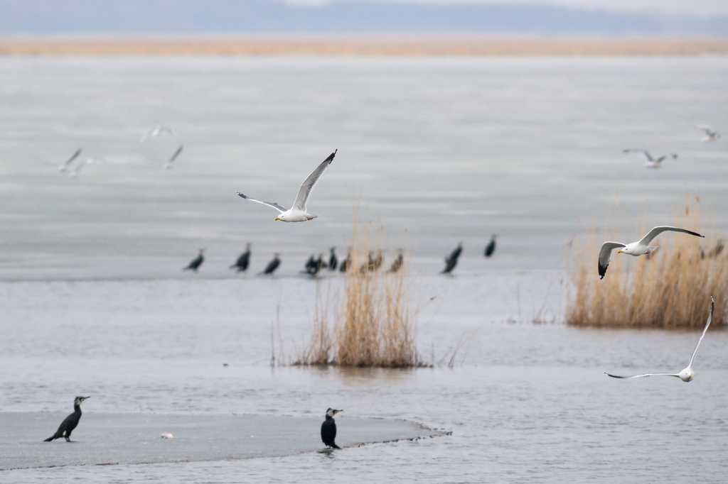 這是4月1日拍攝的興凱湖國家級自然保護區內的候鳥。
