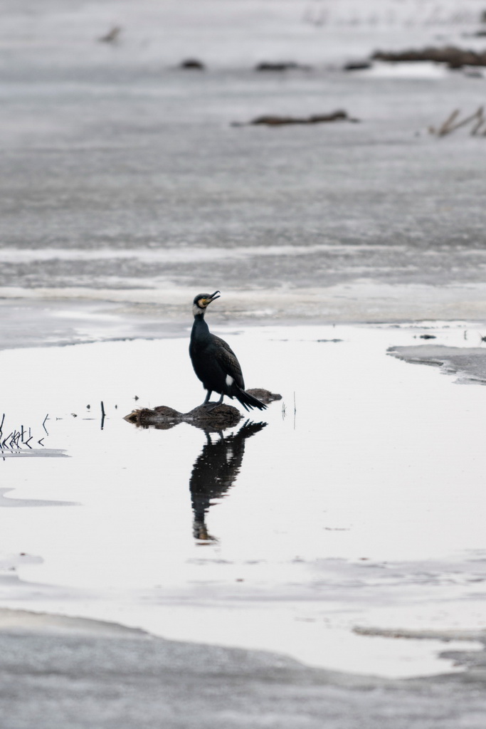 這是4月1日拍攝的興凱湖國家級自然保護區內的普通鸕鶿。