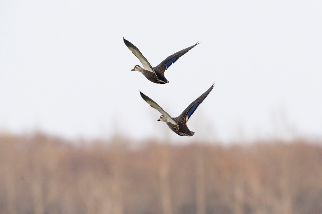 這是4月1日拍攝的興凱湖國家級自然保護區內的斑嘴鴨。